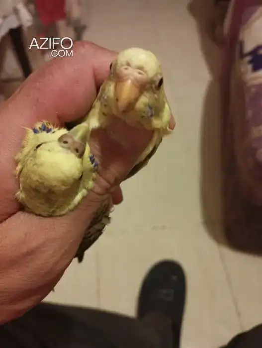 Oiseau perruche in الدار البيضاء, MOROCCO | Azifo