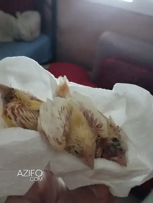 Oiseau perruche et canari in الدار البيضاء, MOROCCO | Azifo