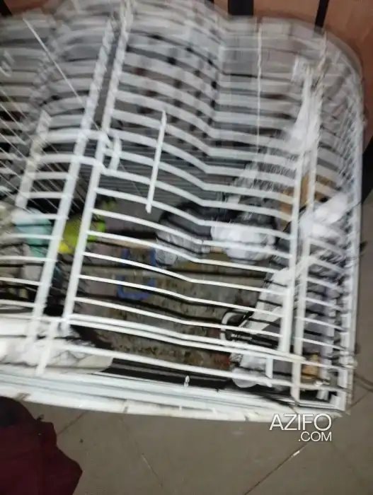 طيور كلوبسيت وايت فايس وانواع أخرى منها كوبل و كناري in الدار البيضاء, MOROCCO | Azifo
