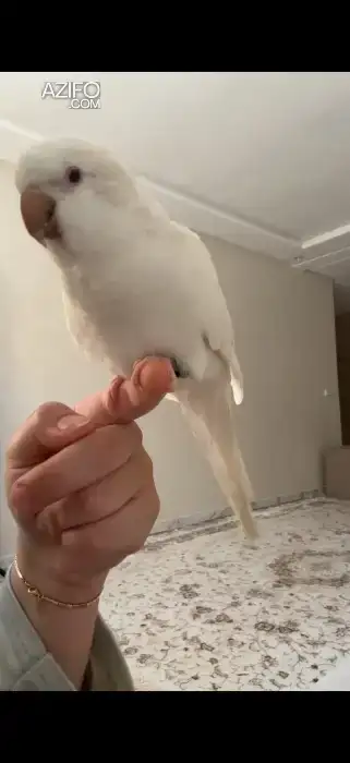 Magnifique perroquet albinos quaker à vendre🤍🦜 in سلا, MOROCCO | Azifo