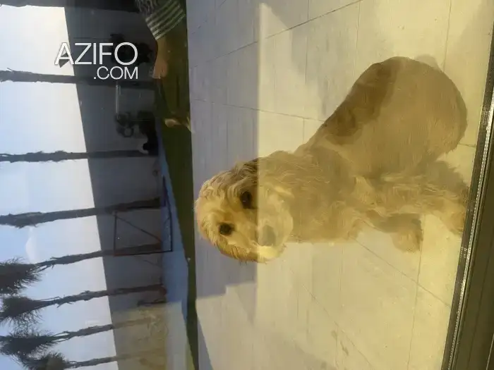 Chiot Mâle Cocker Anglais de 4 mois in Marrakech, MOROCCO | Azifo