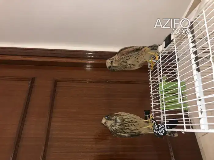 faucon Crecerelles in الدار البيضاء, MOROCCO | Azifo