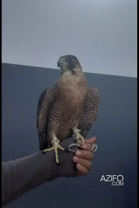 Product Detail 3