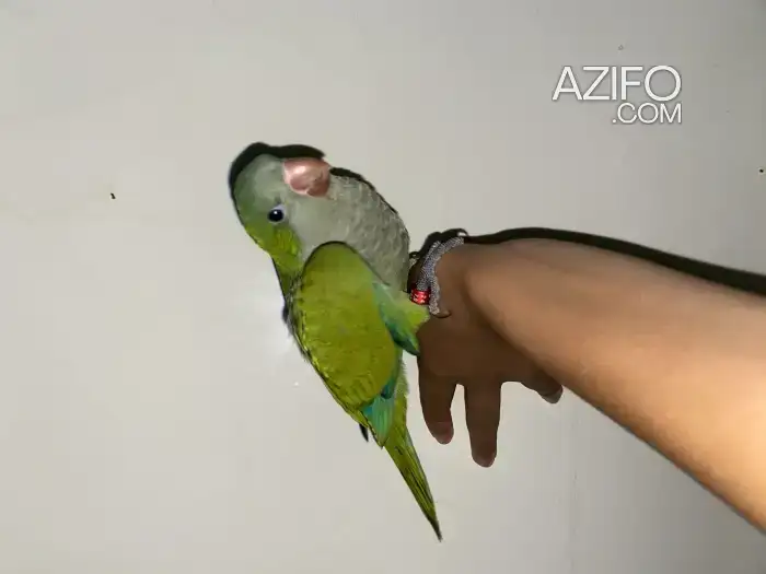 Quaker in Casablanca, MOROCCO | Azifo