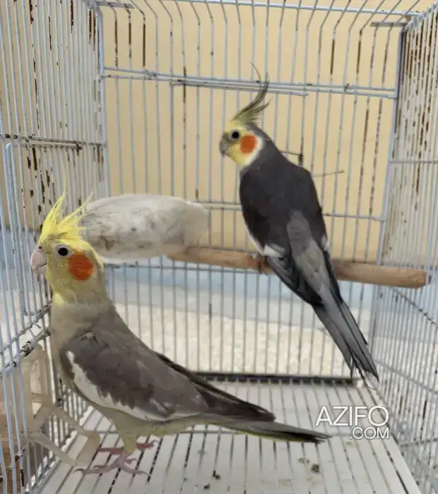 2 couples calopsit in الدار البيضاء, MOROCCO | Azifo