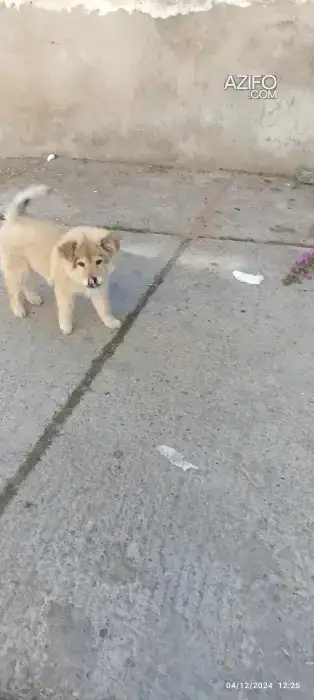 Chiot Chow Chow de 2 mois in Casablanca, MOROCCO | Azifo