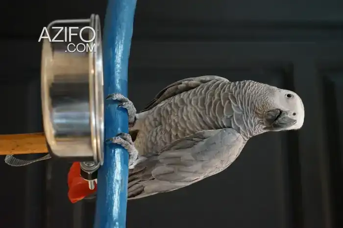 Perroquet gris du Gabon in Tanger-Assilah, MOROCCO | Azifo