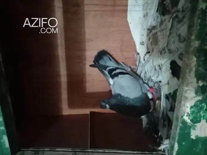 أنثى حمام الخنيسي in Rabat, MOROCCO | Azifo