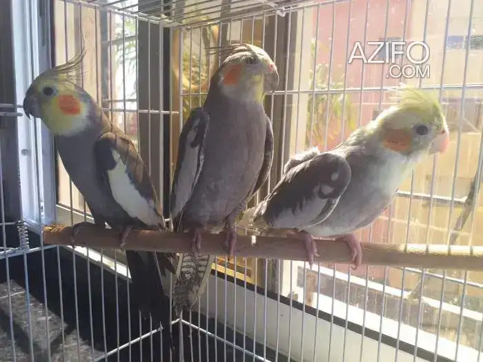 Calopssites Mâle in Mohammédia, MOROCCO | Azifo