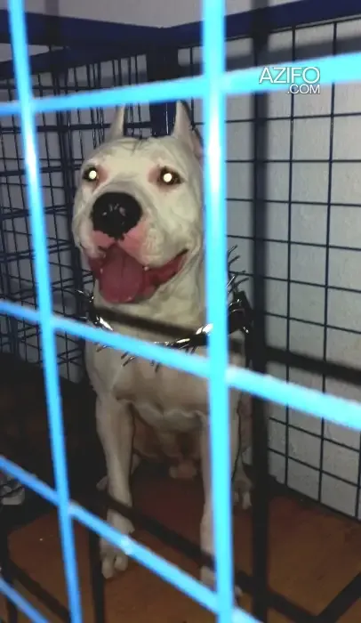 Product Detail 2