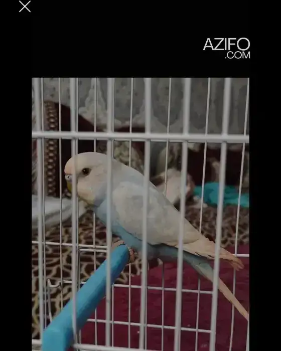 perruch spangal in Casablanca, MOROCCO | Azifo
