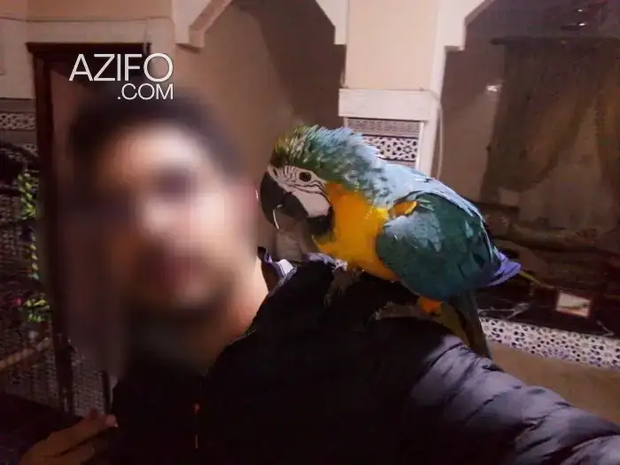 ara arauna in Marrakech, MOROCCO | Azifo