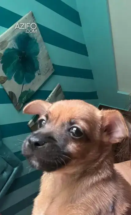 Chien Chihuahua in Casablanca, MOROCCO | Azifo