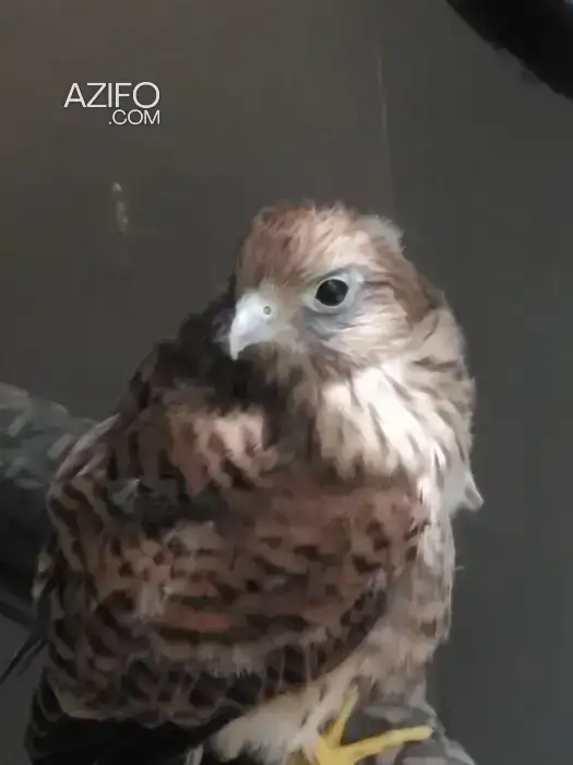 Oiseaux Faucon crécerelle; in Meknès, MOROCCO | Azifo