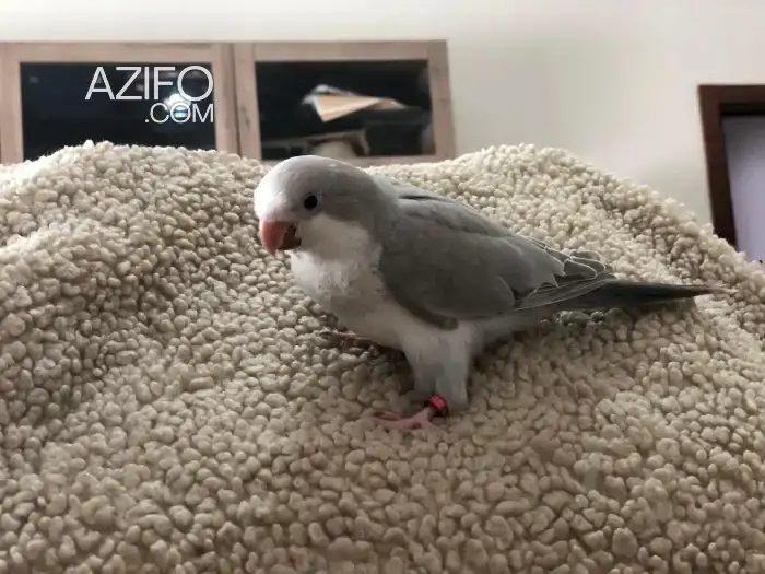 Quaker Gris Clair - Cobalt Pallid in الدار البيضاء, MOROCCO | Azifo