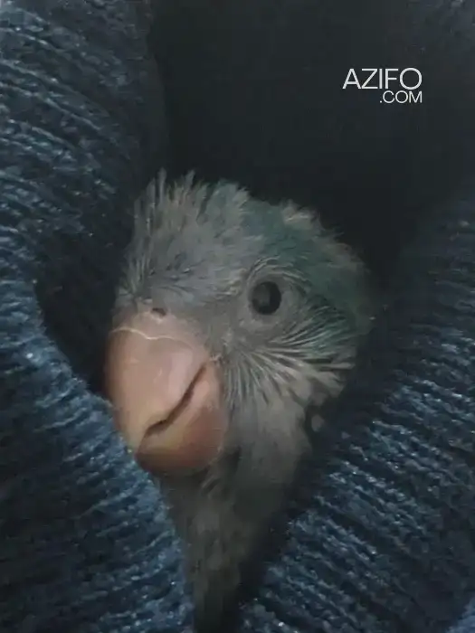 Des Bébés Quaker de Mutation: Blue et Cobalt in الدار البيضاء, MOROCCO | Azifo