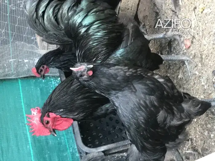 Poussins australorp in Casablanca, MOROCCO | Azifo