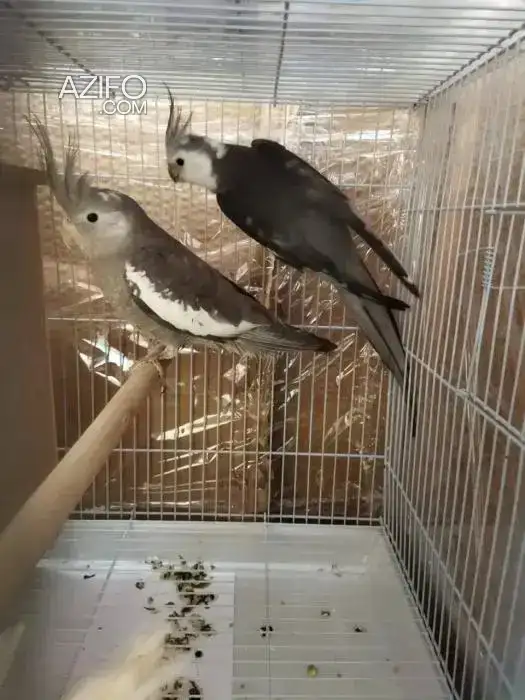 Couple calopsitte 7attin lbayd in Casablanca, MOROCCO | Azifo