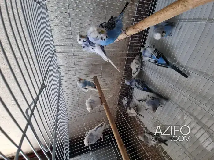 17 haba Hogo jamla in Casablanca, MOROCCO | Azifo