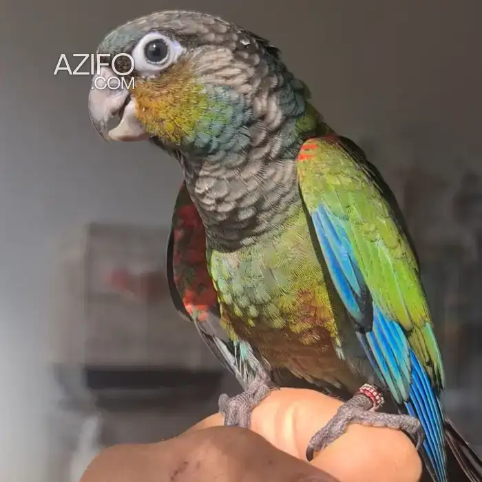perroquet Crimson conure in Rabat, MOROCCO | Azifo