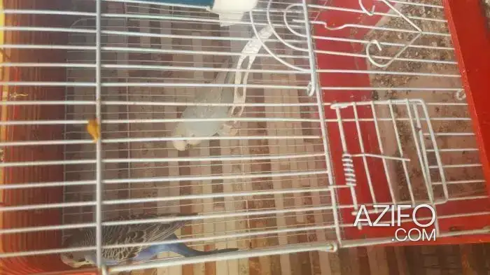 Librahom lbi3 ola reprise in Casablanca, MOROCCO | Azifo
