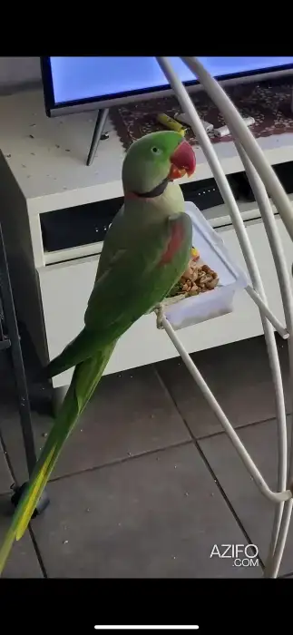 Perroquet alexandrine in Meknès, MOROCCO | Azifo
