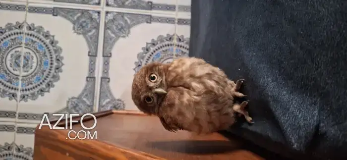 Hibou in Salé, MOROCCO | Azifo