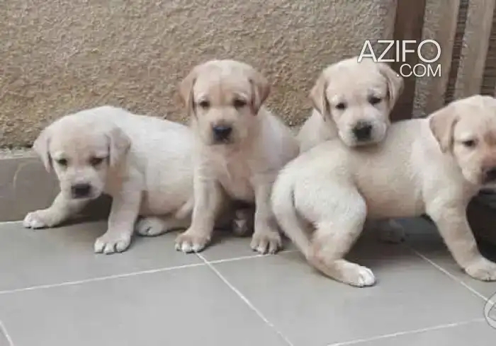 Portée de Chiots Labrador Retriever de un mois et demi in Témara, MOROCCO | Azifo