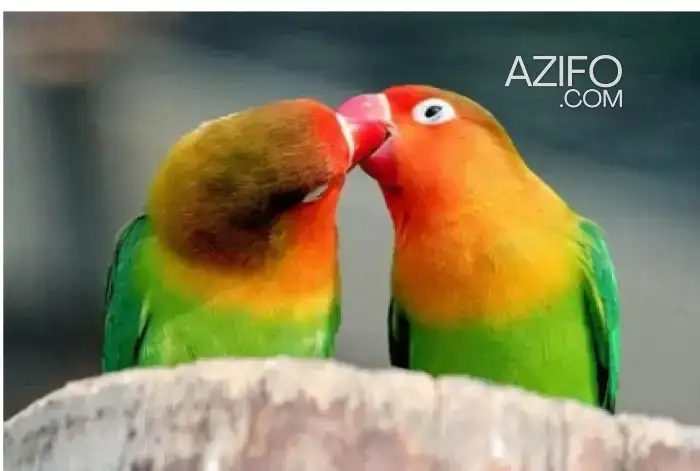 couple inseparable wajdin in Tanger-Assilah, MOROCCO | Azifo