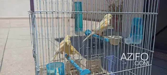 Canari in Témara, MOROCCO | Azifo