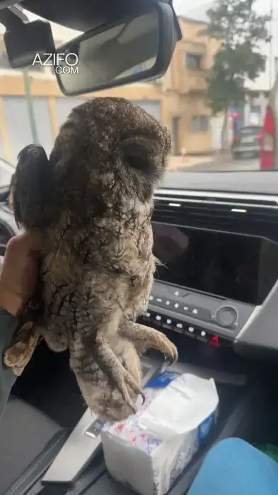Hibou marocain in Rabat, MOROCCO | Azifo