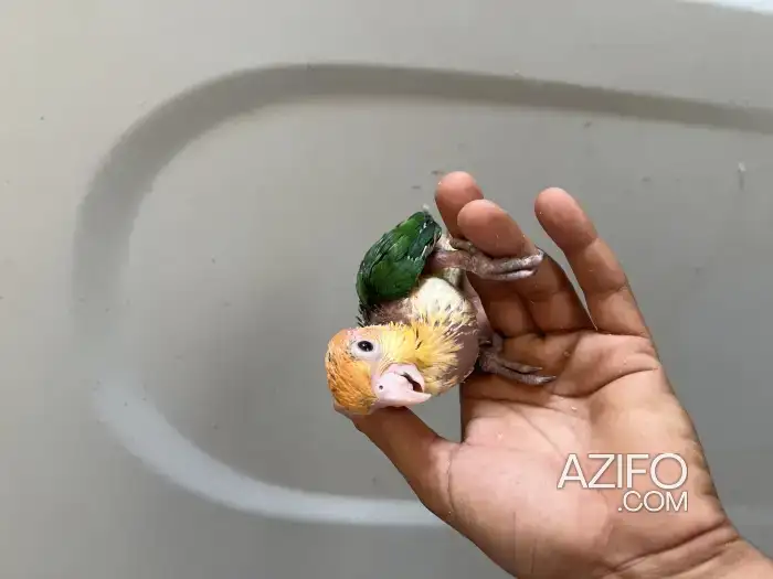 Caique in Rabat, MOROCCO | Azifo