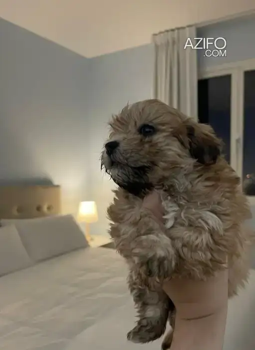 Chien Bichon Havanais in Témara, MOROCCO | Azifo