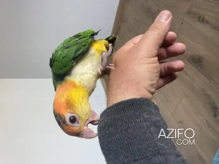 Caïque tête orange in Casablanca, MOROCCO | Azifo