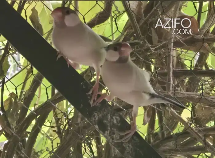 Vente 31 oiseaux in Taroudant, MOROCCO | Azifo