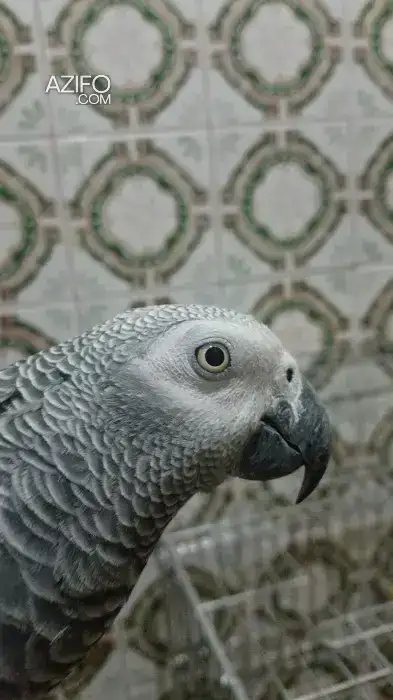 Perroquet gris in Rabat, MOROCCO | Azifo