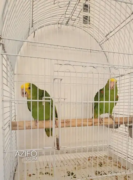 Perroquet Amazone oratrixe in Casablanca, MOROCCO | Azifo