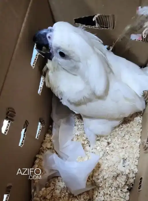 Cacatoes alba in Casablanca, MOROCCO | Azifo