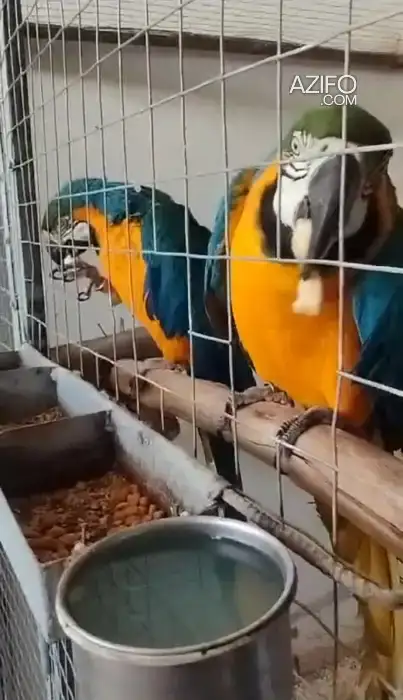 Perroquet ara macaw in Casablanca, MOROCCO | Azifo