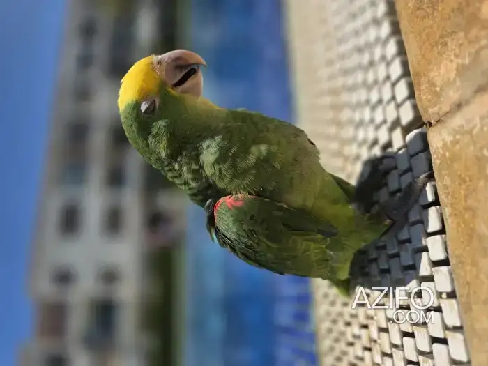 Amazon Oratrix doubl Yellow Hed Magna in Casablanca, MOROCCO | Azifo
