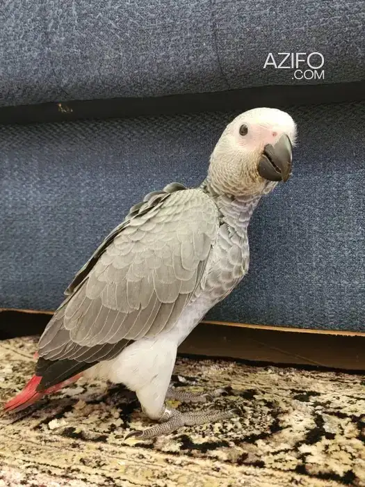 Bébé perroquet gris du gabon in Casablanca, MOROCCO | Azifo