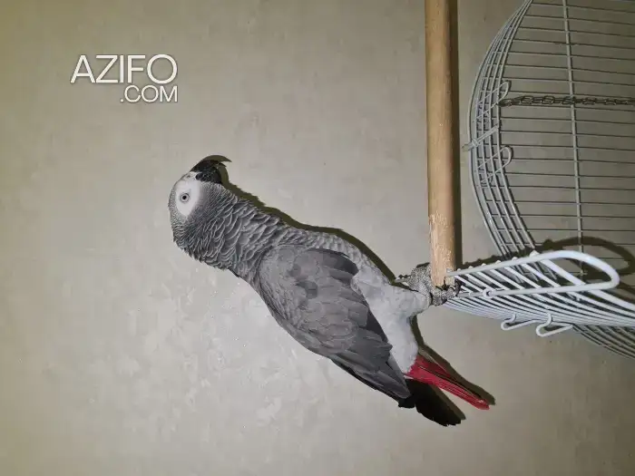 Peroquit gaboni in Casablanca, MOROCCO | Azifo