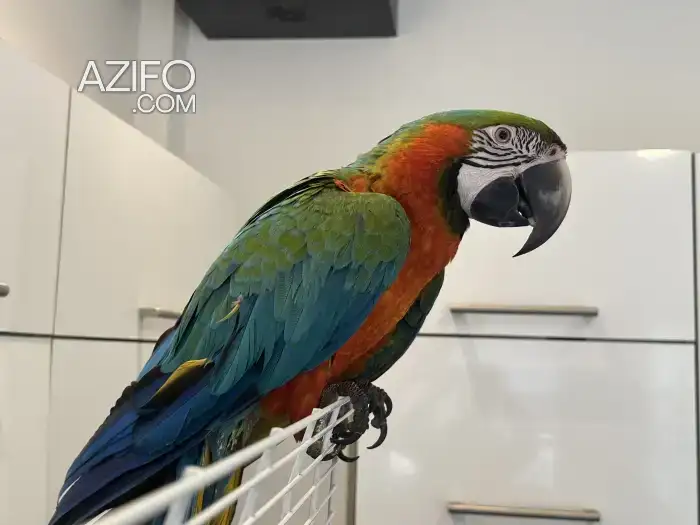 Magnifique Ara (Perroquet Ara Multicolor) in Casablanca, MOROCCO | Azifo