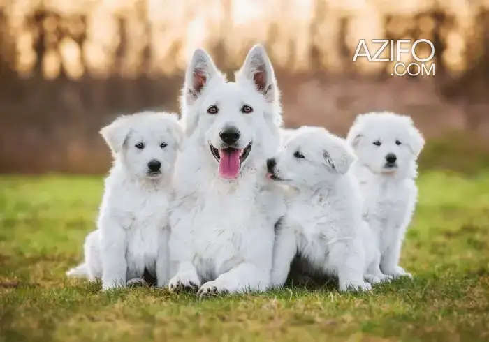 Portée de Chiots Berger Blanc Suisse in Témara, MOROCCO | Azifo