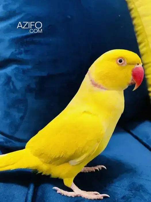Perruche à collier lutino in Casablanca, MOROCCO | Azifo