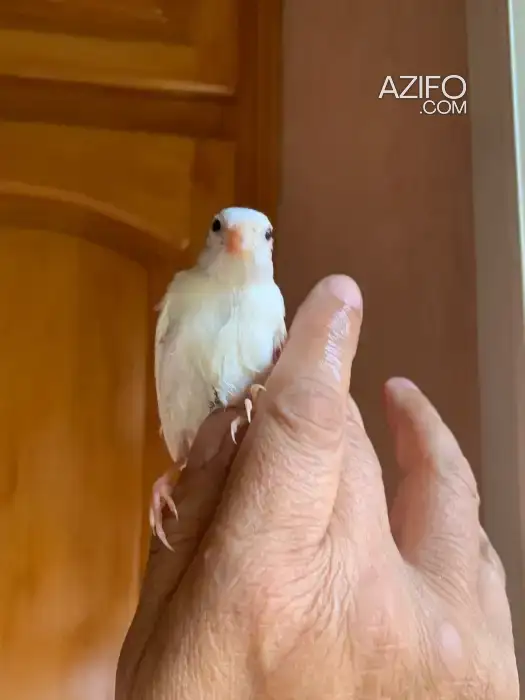 canaris-oiseaux in Témara, MOROCCO | Azifo