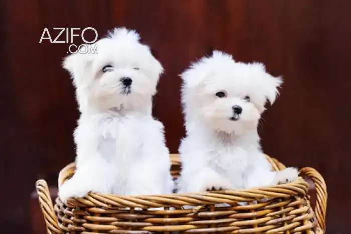 Chien Bichon Maltais in Témara, MOROCCO | Azifo