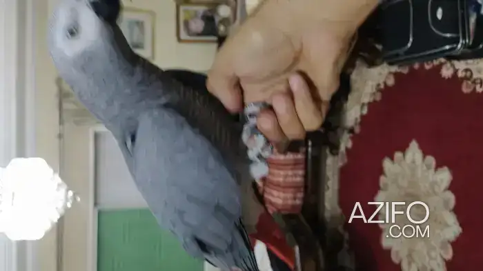 Perroquet Gris de Gabon in Meknès, MOROCCO | Azifo