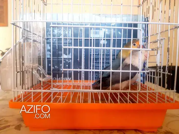 كوبل فيشر in الرباط, MOROCCO | Azifo
