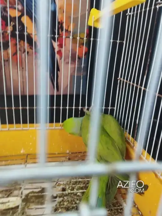 perruche à collier in أكادير, MOROCCO | Azifo